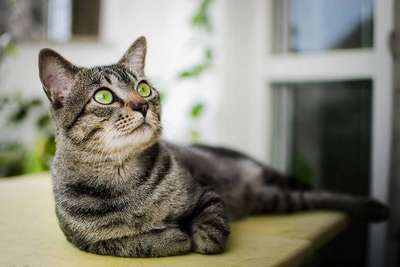 Бразильская короткошерстная - отдельно развившаяся порода короткошерстных кошек