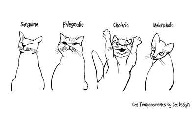 Темперамент кошек: виды хаpaктеров