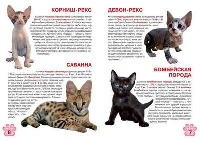 Девон-рекс: описание породы, внешний вид и фото кошки