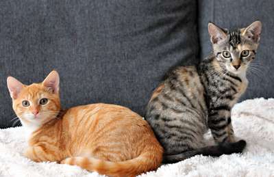 Породы кошек Домашняя короткошерстная кошка