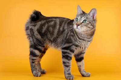 Курильский бобтейл — российская порода короткохвостой кошки.