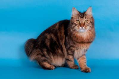 Карельский бобтейл, порода полудлинношерстных кошек.