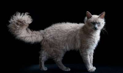 Ла Перм. Порода кошек. Описание и фотографии