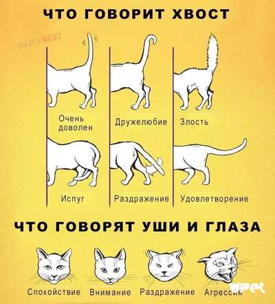 Как кошки разговаривают при помощи своего тела?