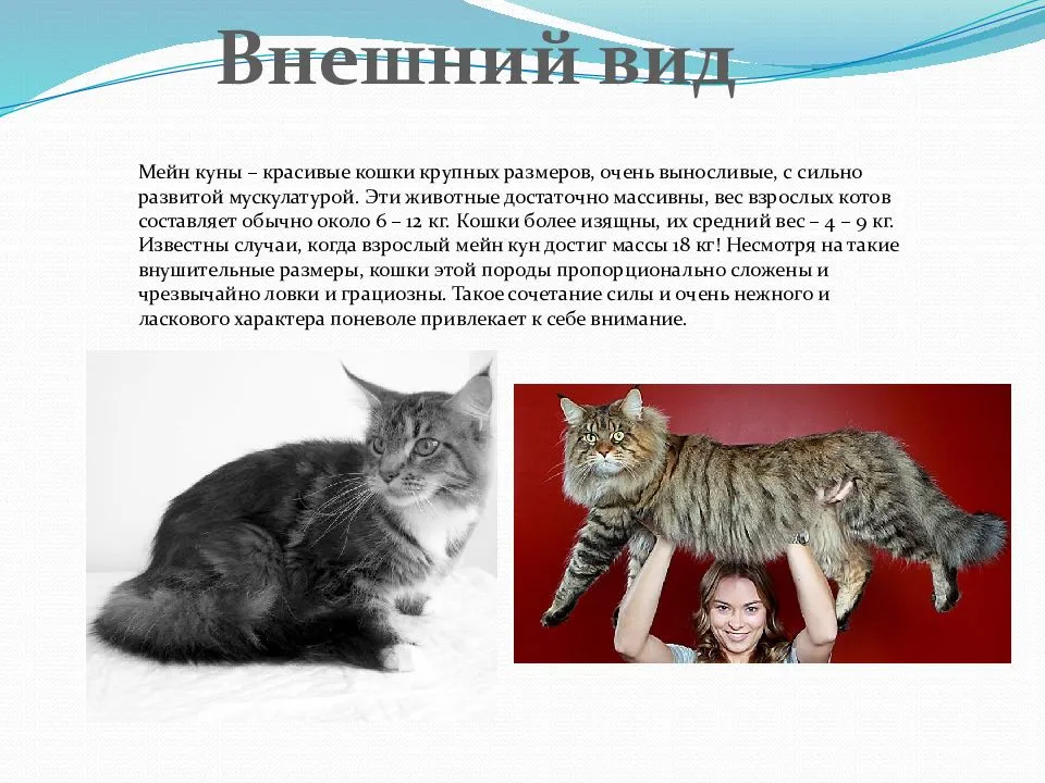 Мейн Кун - порода кошек: описание, внешний вид и фото