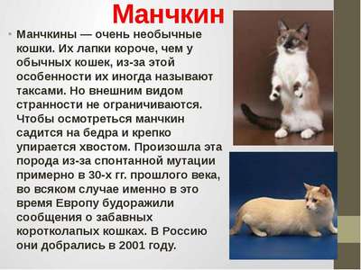 Порода кошек Манчкин (короткошерстный): описание, внешний вид и фото