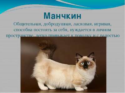 Манчкин длинношерстный: описание породы кошек, хаpaктер и фото