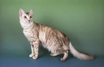 Ориентальная полудлинношёрстная кошка. Порода кошек