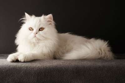 Персидская длинношерстная кошка. Порода кошек