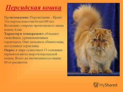 Персидская порода кошек. Описание и фотографии