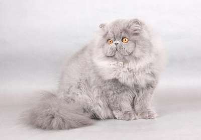 Персидская дымчатая. Порода кошек. Описание и фотографии