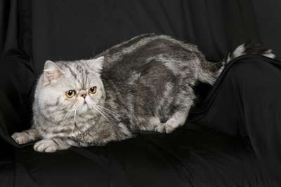 Персидская черная мраморная. Порода кошек. Описание и фотографии