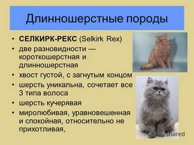 Селкирк рекс: описание породы кошек, внешний вид и фото