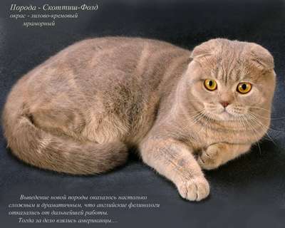 Порода кошек Скоттиш фолд (Шотландская вислоухая): описание и фото