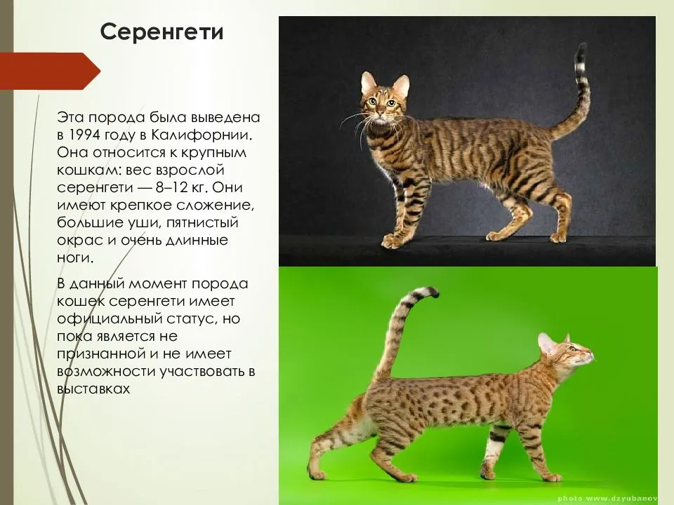Серенгети. Порода кошек. Описание и фотографии