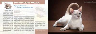 Тонкинез (Тонкинская кошка): описание породы, внешний вид и фото