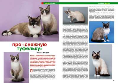 Тайская кошка: описание породы, история, фото и видео