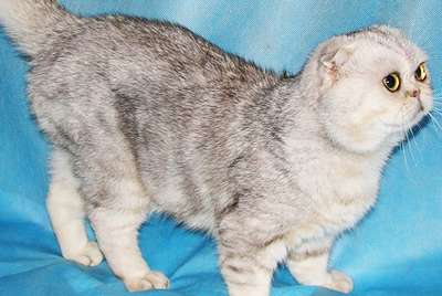 Флэппиг - порода кошек: описание, внешний вид и фото