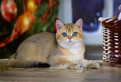 Золотая шиншилла (британская): описание породы кошек, внешний вид и фото