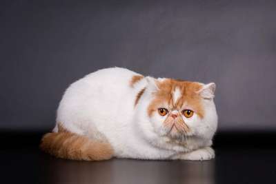 Экзотическая короткошерстная кошка. Описание и фотографии