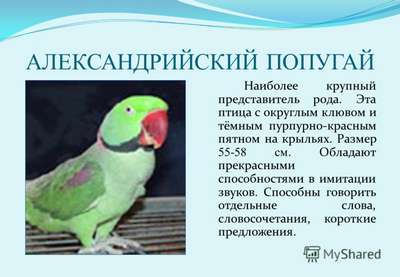 Александрийский попугай: описание вида, внешний вид и фото