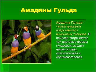 Амадины гульда: описание вида птиц, внешний вид и фото