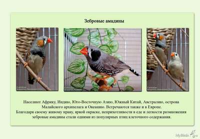 Зебровые амадины: описание вида птиц, внешний вид и фото