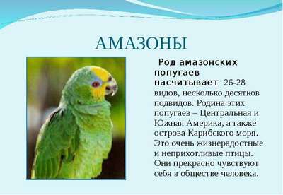 Амaзoнский попугай: описание, внешний вид и фото