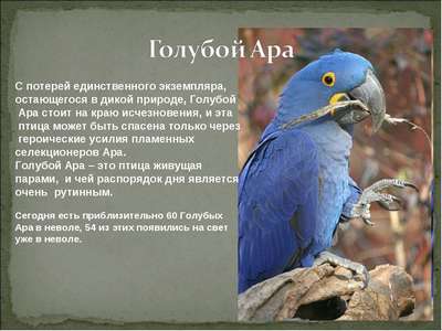 Гиацинтовый ара: описание, внешний вид и фото