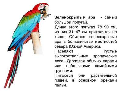 Зеленокрылый ара: описание, внешний вид и фото