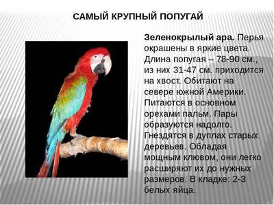 Красный ара: описание, внешний вид и фото