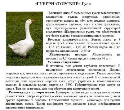 Горьковские гуси: описание, внешний вид и фото
