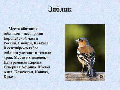 Птица зяблик: описание, внешний вид и фото