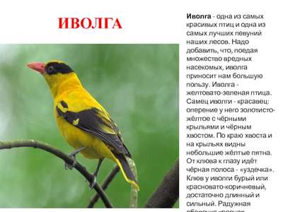 Птица иволга: описание, внешний вид и фото