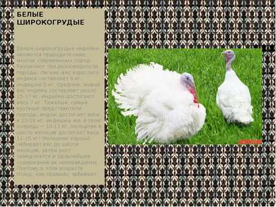 Белая широкогрудая индейка: описание, внешний вид и фото