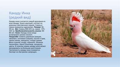 Розовый какаду: описание, внешний вид и фото