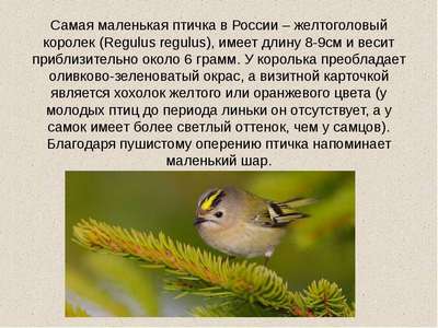 Птица Королёк (Regulus): описание, внешний вид и фотографии