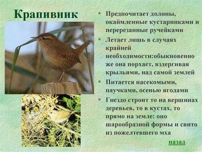 Крапивник (Подкоренник): описание, внешний вид и фото птицы