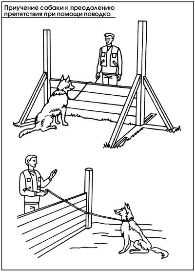 Преодоление барьера собакой или щенком