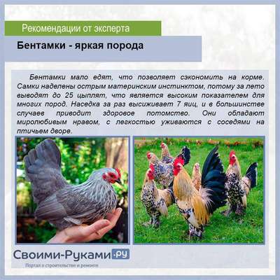 Куры Бентамки: описание породы птиц, внешний вид и фото