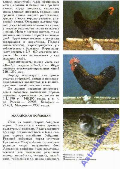 Куры Московская черная: описание птицы, внешний вид и фото