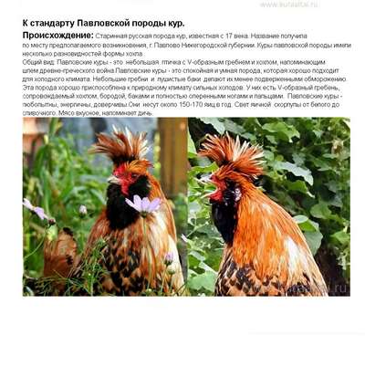 Павловские куры: описание породы птиц, внешний вид и фото