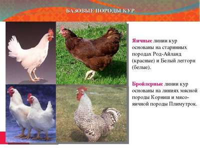 Русская белая порода кур: описание птиц, внешний вид и фото породы