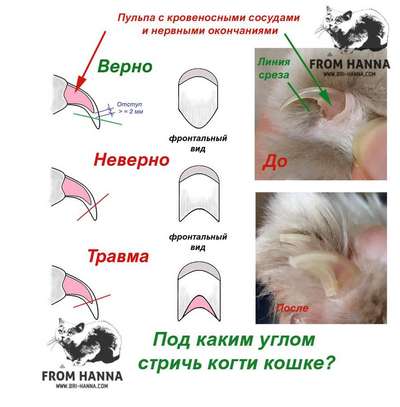 Как подстричь когти кошке: удаление когтей, стрижка когтей, выбор когтеточки