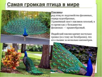 Обыкновенный павлин: описание породы птиц, внешний вид и фото