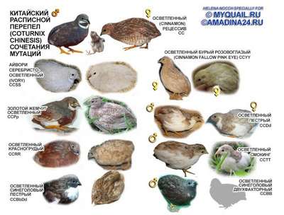 Aнглийский белый перепел: описание породы птиц, внешний вид и фото