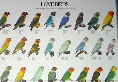 Попугаи неразлучники: описание породы птиц, внешний вид и фото