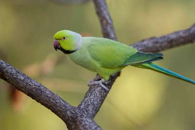 Ожереловый попугай: описание породы птиц, внешний вид и фото
