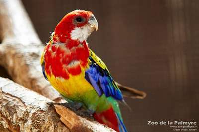 Розелла: описание породы птиц, внешний вид и фото попугая
