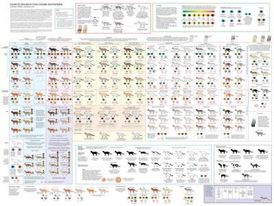 Окрасы кошек: классификация цветов
